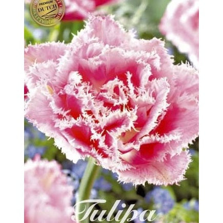 Tulpan Queensland (premium) 7-pack